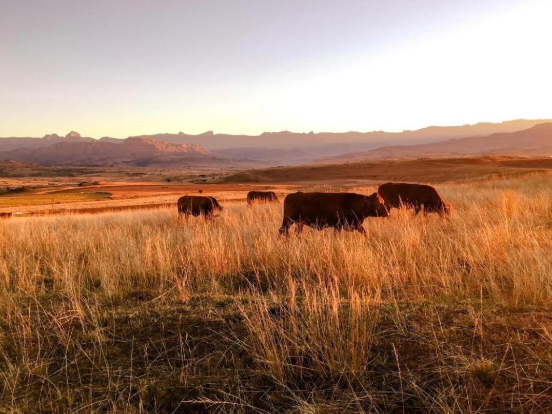 Kezlyn Farm Cottages Bergville Esterno foto