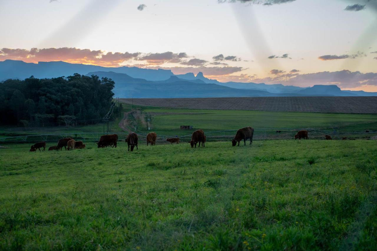 Kezlyn Farm Cottages Bergville Esterno foto